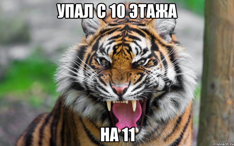 УПАЛ С 10 ЭТАЖА НА 11, Мем ДЕРЗКИЙ ТИГР