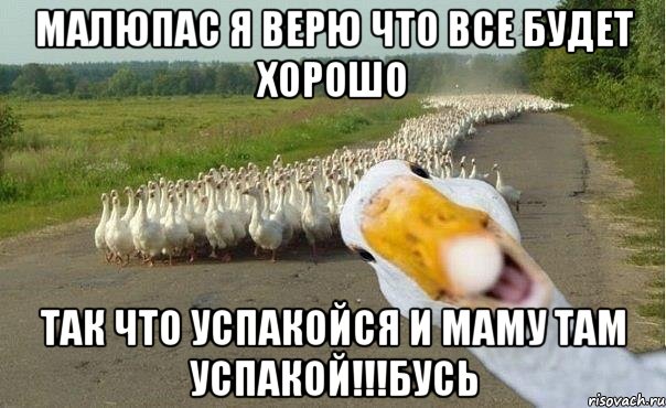 Малюпас я верю что все будет хорошо так что успакойся и маму там успакой!!!бусь, Мем гуси