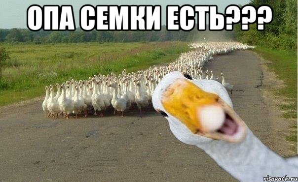 Опа семки есть??? 