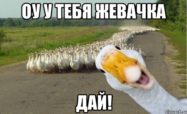 оу у тебя жевачка дай!, Мем гуси