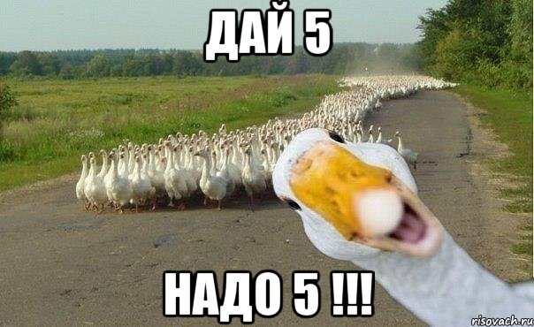 дай 5 надо 5 !!!, Мем гуси