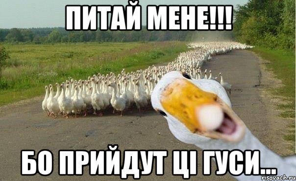 питай мене!!! бо прийдут ці гуси..., Мем гуси