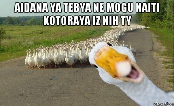 Aidana ya tebya ne mogu naiti kotoraya iz nih ty , Мем гуси