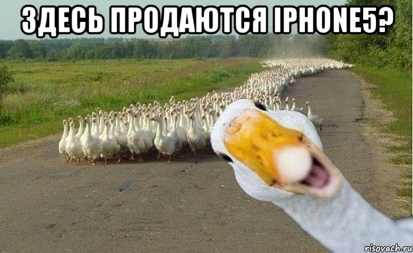 Здесь продаются iPhone5? , Мем гуси