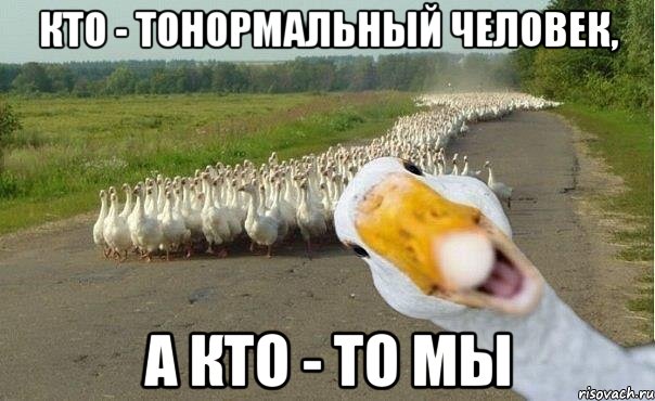 Кто - тонормальный человек, а кто - то мы, Мем гуси