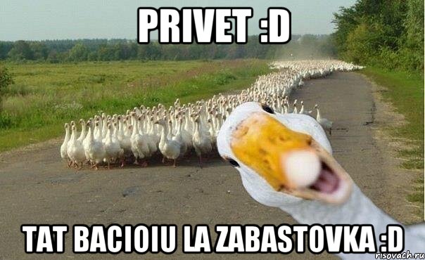 Privet :D tat bacioiu la zabastovka :D, Мем гуси