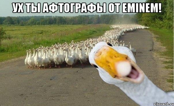 Ух ты афтографы от Eminem! , Мем гуси