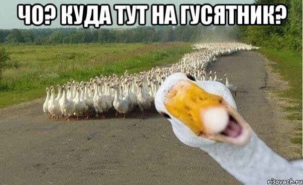 чо? куда тут на гусятник? , Мем гуси