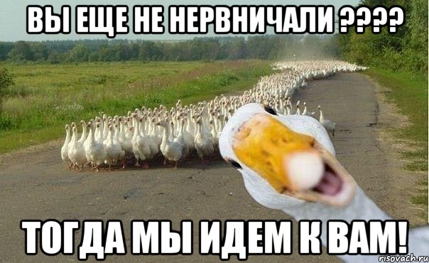 Вы еще не нервничали ???? Тогда мы идем к вам!, Мем гуси