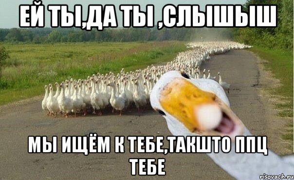 ей ты,да ты ,слышыш мы ищём к тебе,такшто ппц тебе, Мем гуси