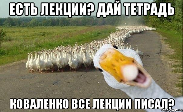 есть лекции? дай тетрадь коваленко все лекции писал?, Мем гуси