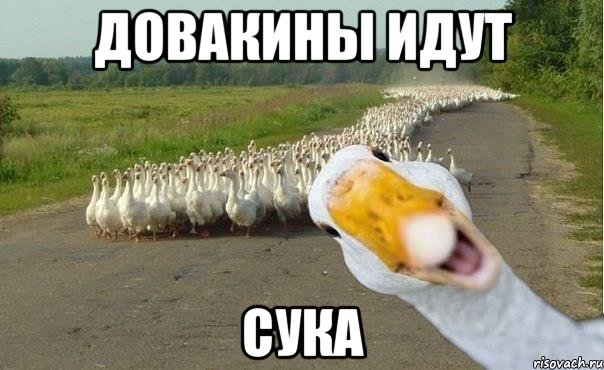 довакины идут сука, Мем гуси