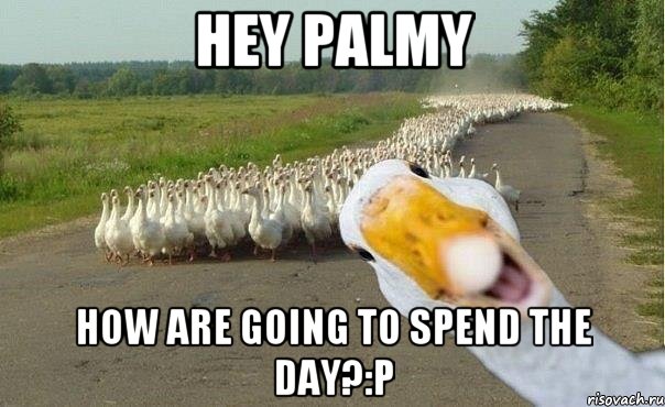 Hey Palmy How are going to spend the day?:P, Мем гуси