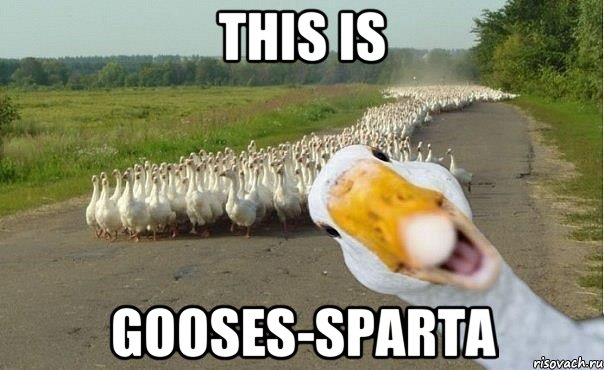 This is Gooses-Sparta, Мем гуси