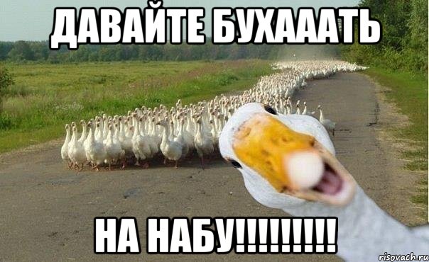 Давайте бухааать На набу!!!!!!!!!, Мем гуси