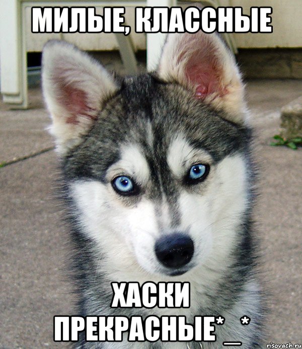 милые, классные хаски прекрасные*_*