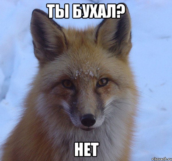 ты бухал? нет