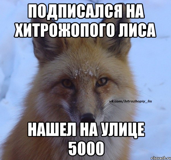 Подписался на Хитрожопого Лиса нашел на улице 5000
