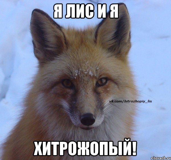 Я лис и я ХИТРОЖОПЫЙ!