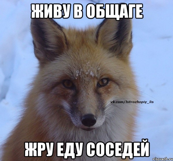 живу в общаге жру еду соседей