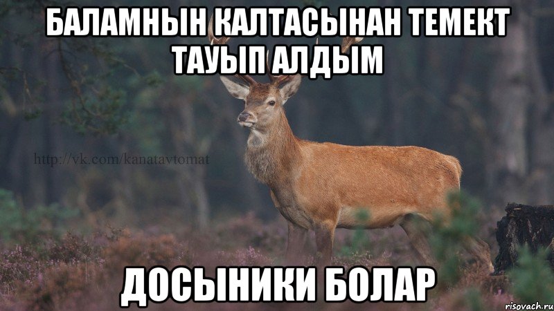 Баламнын калтасынан темект тауып алдым Досыники болар