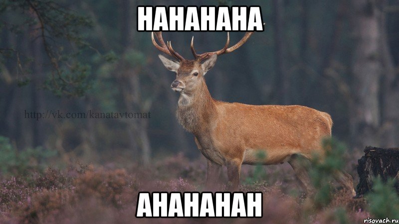 hahahaha ahahahah