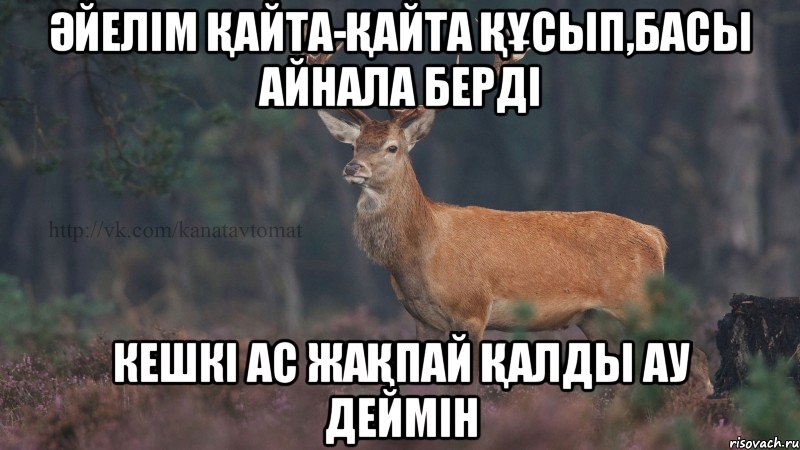 Әйелім қайта-қайта құсып,басы айнала берді Кешкі ас жақпай қалды ау деймін