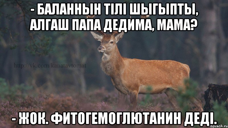 - Баланнын тiлi шыгыпты, алгаш папа дедима, мама? - Жок. Фитогемоглютанин дедi.