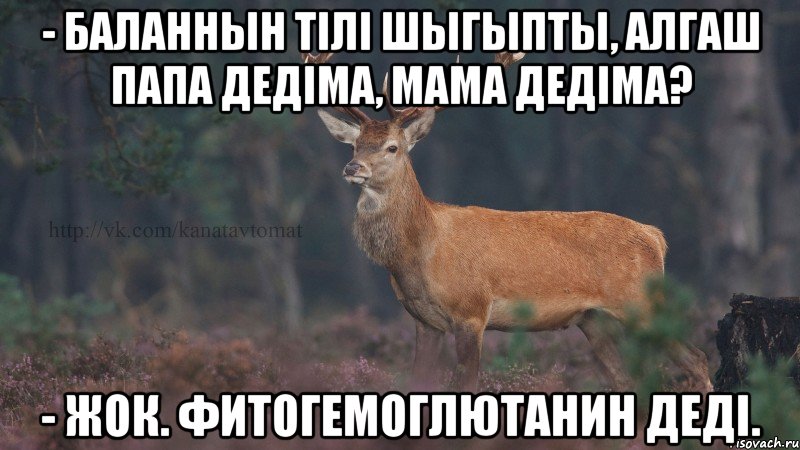 - Баланнын тiлi шыгыпты, алгаш папа дедiма, мама дедiма? - Жок. Фитогемоглютанин дедi.