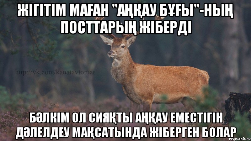 жігітім маған "аңқау бұғы"-ның посттарың жіберді бәлкім ол сияқты аңқау еместігін дәлелдеу мақсатында жіберген болар