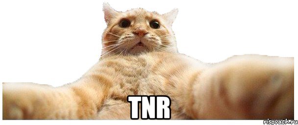  tnr, Мем   Кэтсвилл