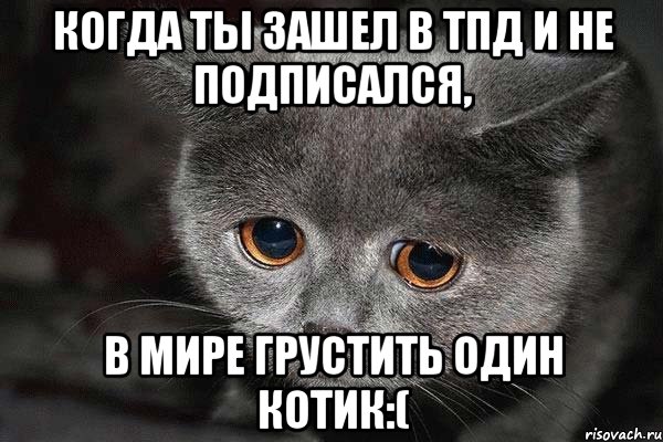 Когда ты зашел в ТПД и не подписался, В мире грустить один котик:(, Мем  Грустный кот