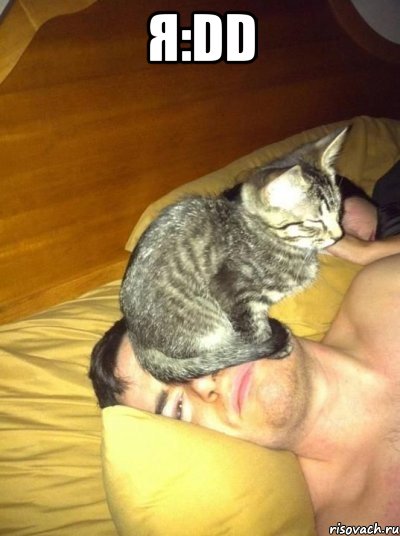 Я:DD , Мем Кот-на-лице