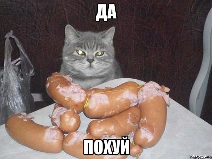 Да Похуй, Мем Кот пофигист