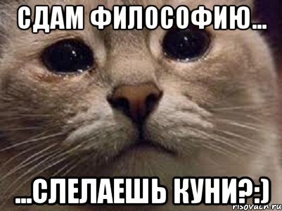 Сдам философию... ...слелаешь куни?:), Мем   В мире грустит один котик