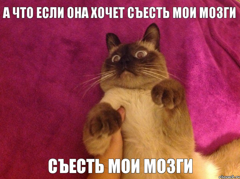А ЧТО ЕСЛИ ОНА ХОЧЕТ СЪЕСТЬ МОИ МОЗГИ СЪЕСТЬ МОИ МОЗГИ, Комикс кот