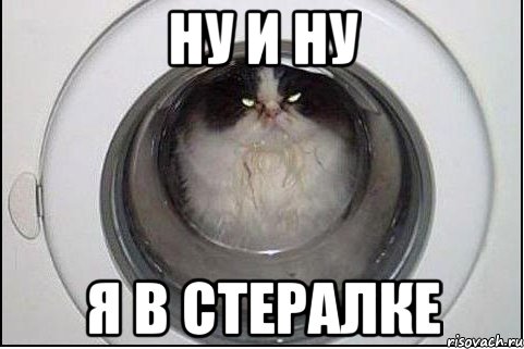 ну и ну я в стералке, Мем кот