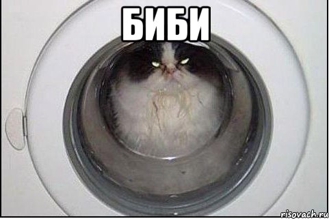 биби , Мем кот