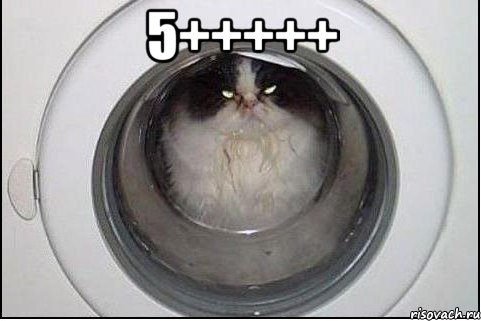 5+++++ , Мем кот
