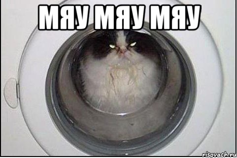 мяу мяу мяу , Мем кот
