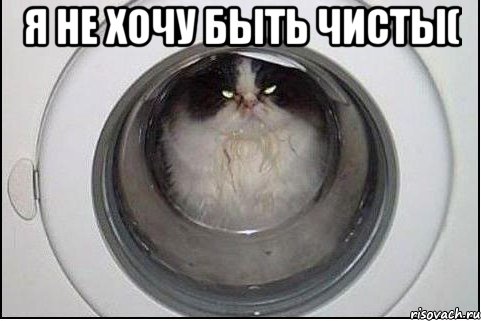 Я не хочу быть чисты( , Мем кот