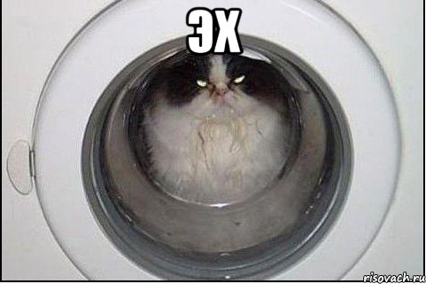 эх , Мем кот