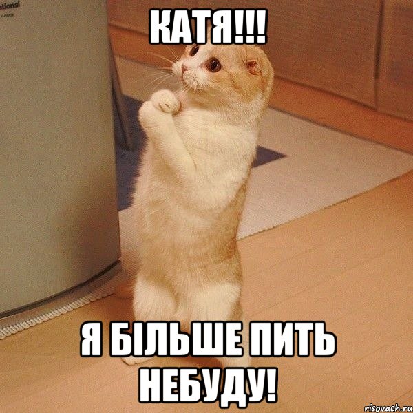 Катя!!! Я більше пить небуду!, Мем  котэ молится