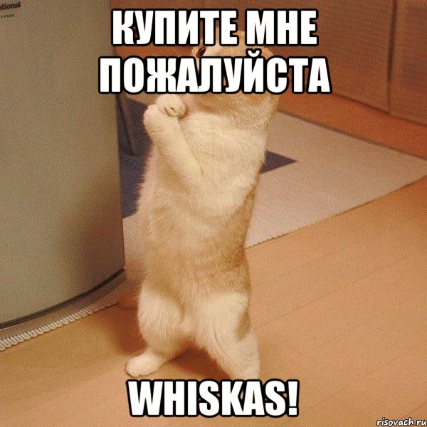 Купите мне Пожалуйста Whiskas!, Мем  котэ молится