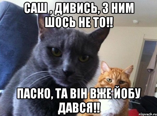 Саш , дивись, з ним шось не то!! Паско, та він вже йобу дався!!, Мем  Два котэ