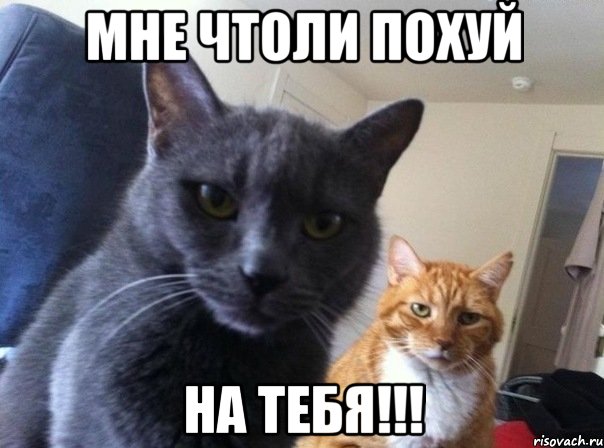 Мне чтоли похуй НА ТЕБЯ!!!, Мем  Два котэ