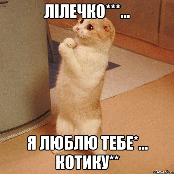 Лілечко***... Я люблю тебе*... Котику**, Мем  котэ молится