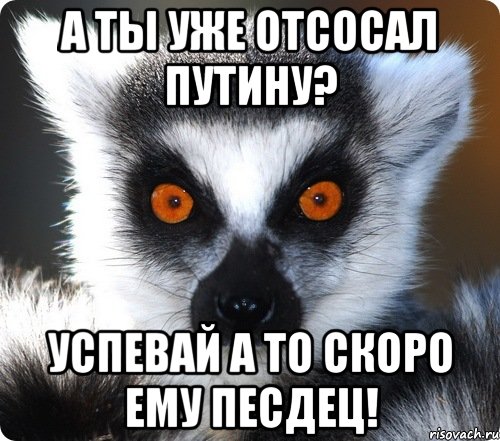 А ТЫ УЖЕ ОТСОСАЛ ПУТИНУ? УСПЕВАЙ А ТО СКОРО ЕМУ ПЕСДЕЦ!, Мем лемур