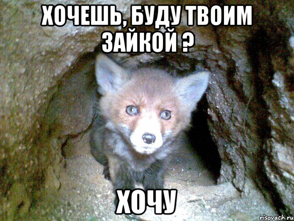 хочешь, буду твоим зайкой ? хочу