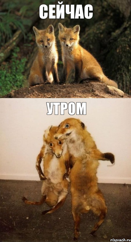 сейчас утром, Комикс Лисицы